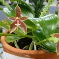 Phal. cornu-cervi,,.JPG