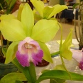 Rlc. Hawaiian Passion 'Kermie''.JPG