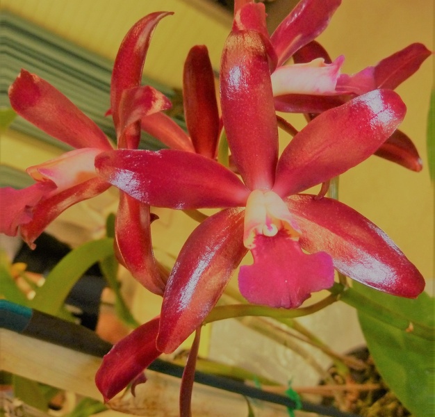 Ctt. Towering Inferno 'Lava Flow'.JPG