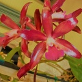 Ctt. Towering Inferno 'Lava Flow'.JPG