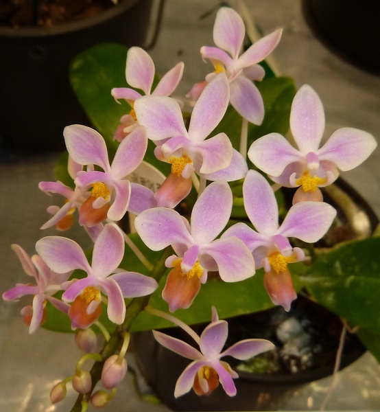 Phal. equestris (2).JPG