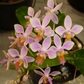 Phal. equestris (2).JPG