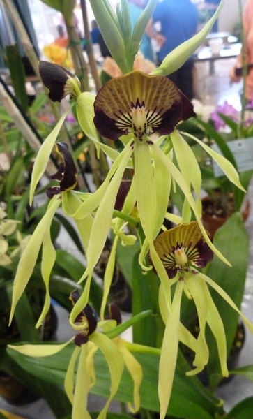 Prosthechea [Psh.] cochleata..JPG