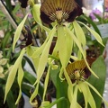 Prosthechea [Psh.] cochleata..JPG