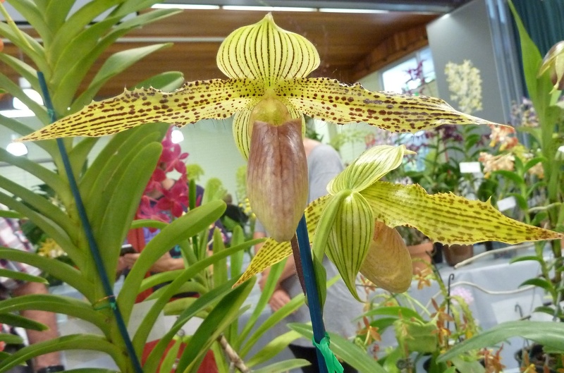 Paph. Neeri-Glow.JPG