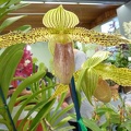 Paph. Neeri-Glow.JPG