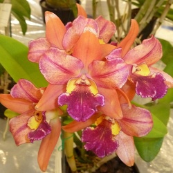 Rth. Burana Beauty x C. Caudebec Drop