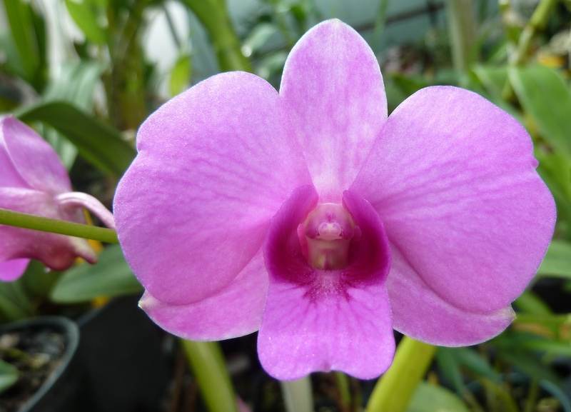 (Den. Topaz Dream x Den. Chao Praya Sweet).JPG