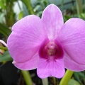 (Den. Topaz Dream x Den. Chao Praya Sweet).JPG