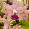 C. Interglossa (C. amethystoglossa x C. intermedia)..JPG