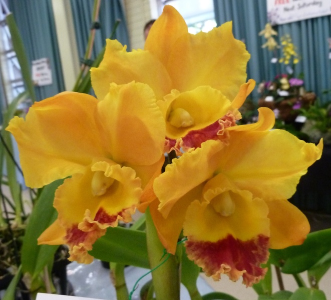 Rlc. Karen's Joy ,.JPG