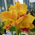 Rlc. Karen's Joy ,.JPG