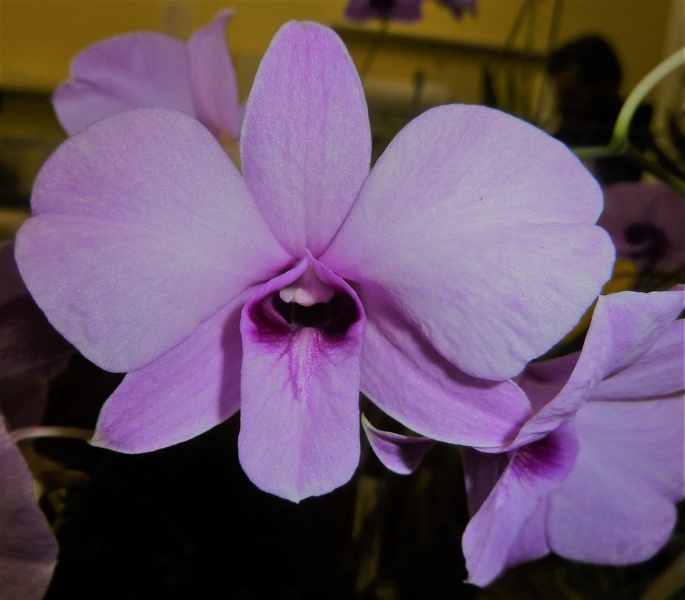 Den. bigibbum 'Pale Pink'.JPG