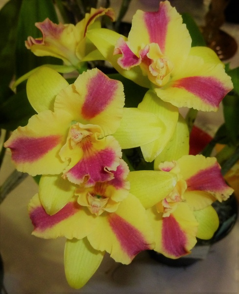 Rth. Burana Beauty 'Burana'.JPG