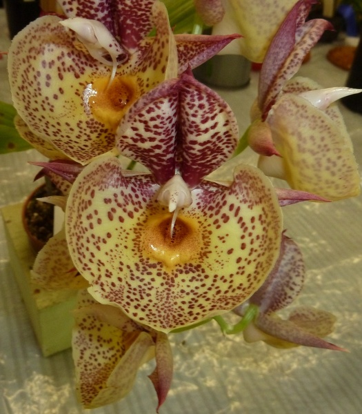 Ctsm. Orchidglade (Ctsm. pileatum x Ctsm. expansum).JPG