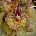 Orchidglade "David Ranches"