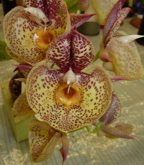 Orchidglade "David Ranches"