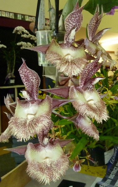 Ctsm. Frilly Doris x Ctsm. Orchidglade.JPG