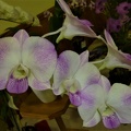 Den. Autumn Show x Den. Dal's Stunner,.JPG