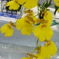 (Gom. Nonamyre x Gom. Western Gold) x (Gom. Arila x Gom. River of Gold) (2).JPG