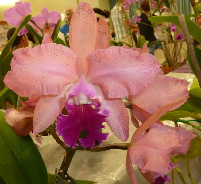 C. Caudebec 'Sothern Cross' x Rlc. Dal's Grace.JPG