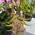 Bst. Rainbow Spiders (Bst. Gordon Dillon x Brs. Rex)..JPG