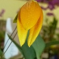 Bulb. pardalotum.JPG