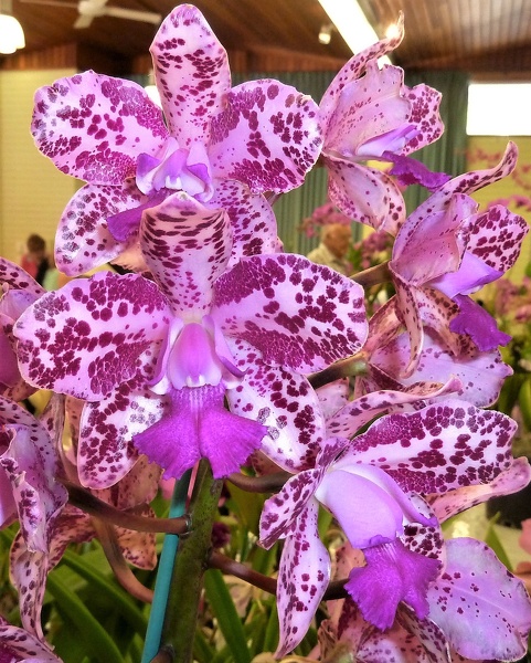 C. CRB's Nice Spots 'Anthea'.JPG