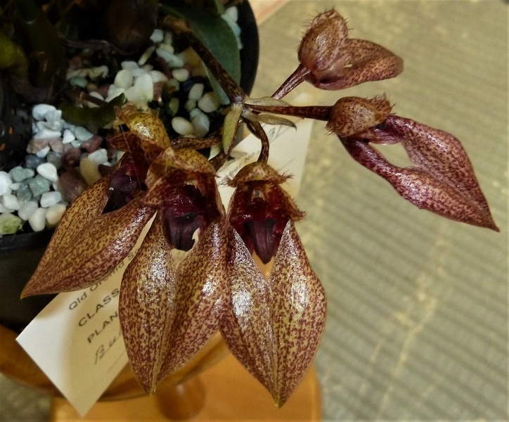 Bulb. frostii x Bulb. annandalei.JPG