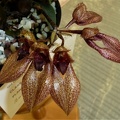 Bulb. frostii x Bulb. annandalei.JPG