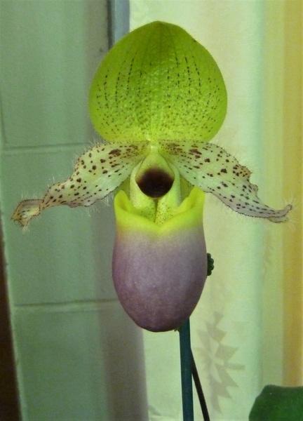 Paph. moquetteanum.JPG