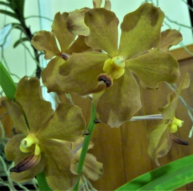 Dar. Fuchs Cream Puff x Rhy. coelestis