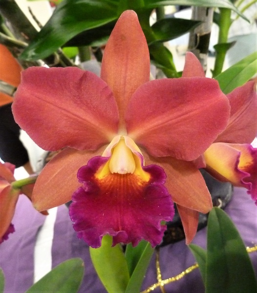 Ctt. Susan Holcombe x Rlc. Glenn Maidment.JPG