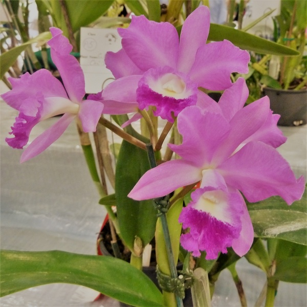 Ctt. Narooma x C. Lulu.JPG