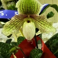 Paph. Miss Faith Hanbury.JPG