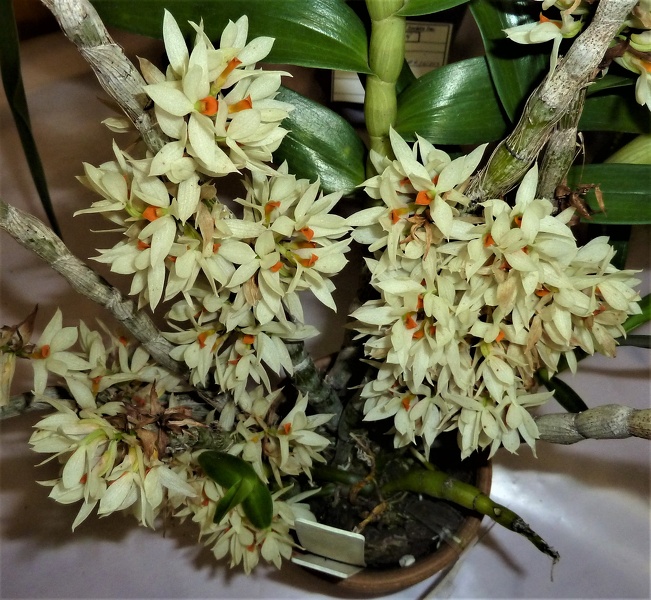 Den. bracteosum.JPG