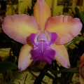 C. Caudebec x Rth. Shinfong Little Love