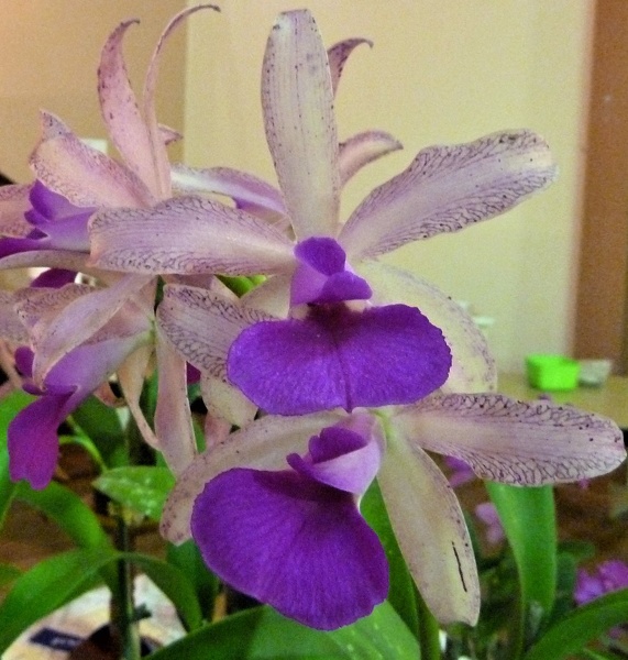 Bc. Topaz Blossum (C. guttata x Bc. Morning Glory).JPG