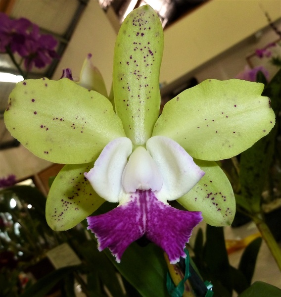 Pry. Topaz Gloss x C. Jungle Queen.JPG