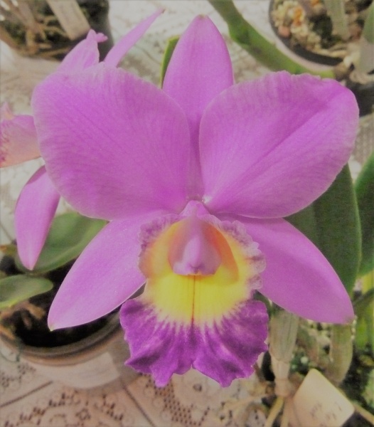 C. Mini Purple 'Nicole'.JPG