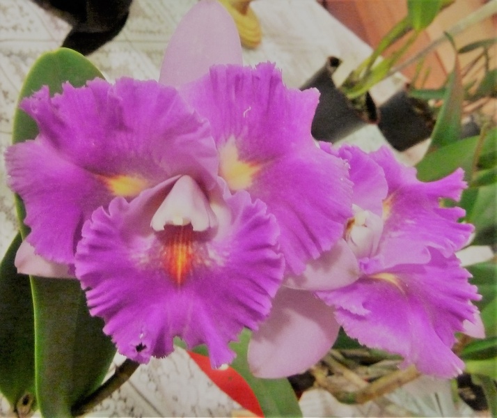 C. Penny May x Rlc. Capricorn Charm