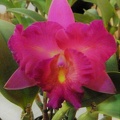 C. Dianne Diehm 'Dendi'.JPG