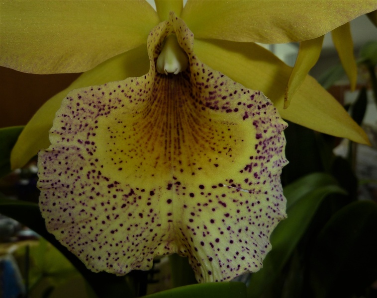 Bc. Keowee (C. Lorraine Shirai x B. nodosa).JPG