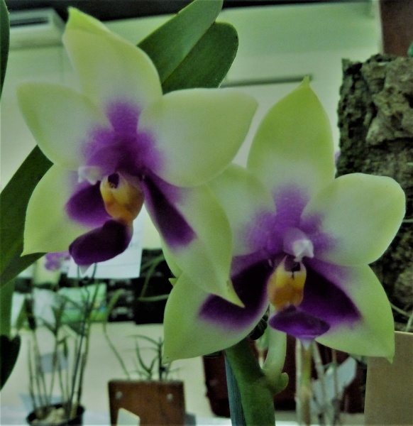 Phal. bellina.JPG