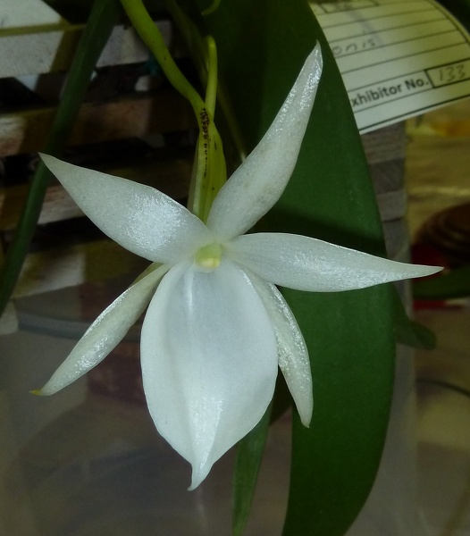 Angraecum [Angcm.] leonis..JPG