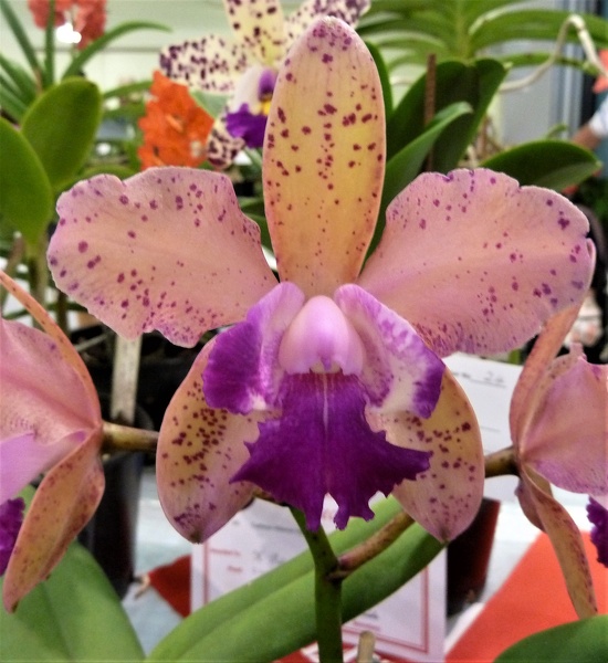 C. Caudebec 'Carmela' x C. Caudebec 'Nicole'.JPG