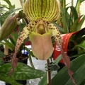 Paph. Mary Frantz Smith.JPG