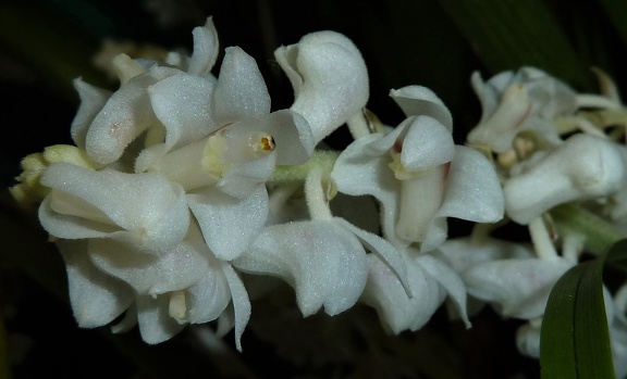 hyacinthoides