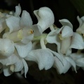 Bryobium [Byb.] hyacinthoides.JPG
