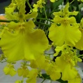 Onc. Lemon Drop..JPG